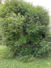 Salix triandra