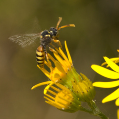 Nomada fucata