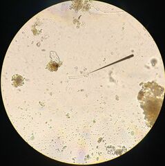 Sellaphora