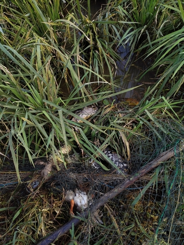 Malayopython reticulatus