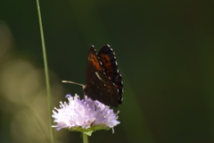 Erebia ligea