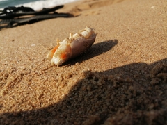 Emerita austroafricana