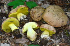 Butyriboletus persolidus
