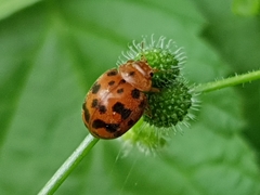 Subcoccinella vigintiquatuorpunctata