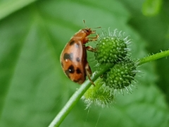 Subcoccinella vigintiquatuorpunctata