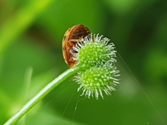 Subcoccinella vigintiquatuorpunctata