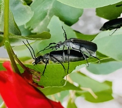 Epicauta curvicornis