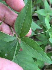 Galium latifolium