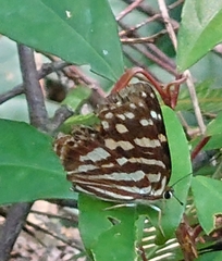 Dodona eugenes esakii