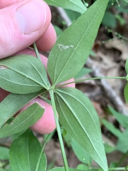 Galium latifolium