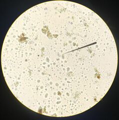 Microspora