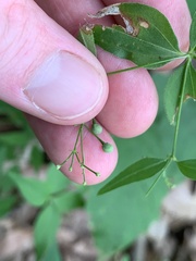 Galium latifolium