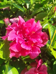 Hibiscus rosa-sinensis