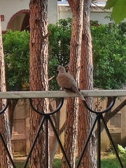 Streptopelia decaocto