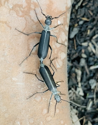 Epicauta curvicornis