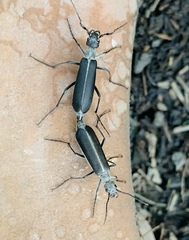 Epicauta curvicornis