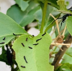 Epicauta curvicornis