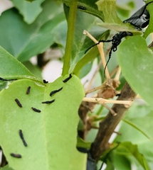 Epicauta curvicornis