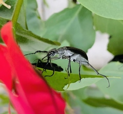 Epicauta curvicornis