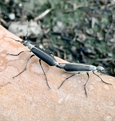 Epicauta curvicornis