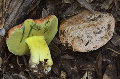 Butyriboletus persolidus