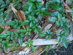 Causonis corniculata