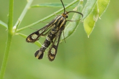 Chamaesphecia astatiformis