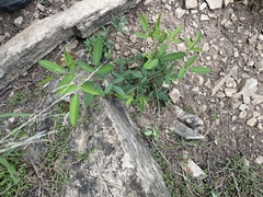 Lespedeza daurica