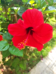 Hibiscus rosa-sinensis