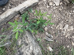 Lespedeza daurica