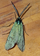 Jordanita globulariae