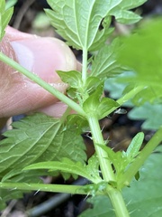 Urtica kioviensis