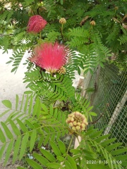 Calliandra