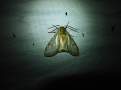 Pseudohemihyalea labecula