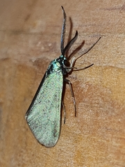 Jordanita globulariae