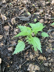 Urtica kioviensis