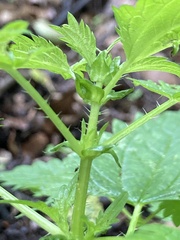 Urtica kioviensis