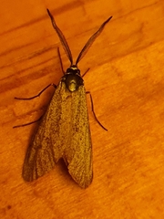 Jordanita globulariae