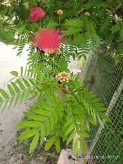 Calliandra