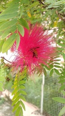 Calliandra