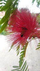 Calliandra