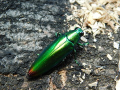 Chrysochroa fulminans