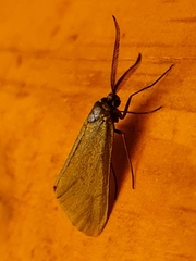 Jordanita globulariae