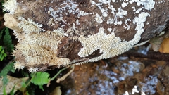 Protohydnum sclerodontium