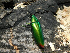 Chrysochroa fulminans