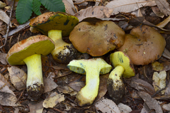 Butyriboletus persolidus