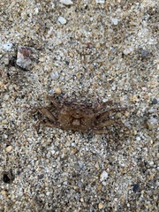 Glyptograpsus impressus