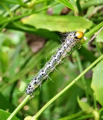 Filodes fulvidorsalis