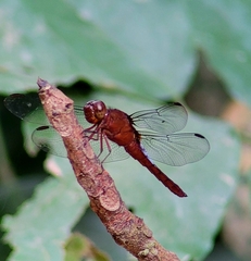 Hadrothemis coacta