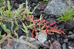 Rumex sibiricus